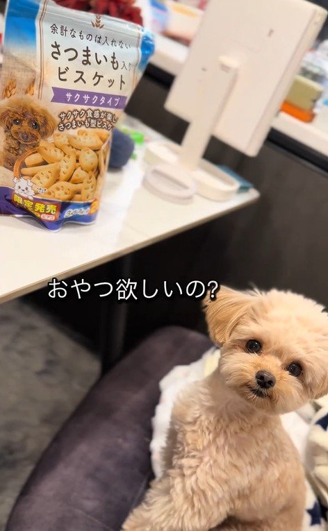 くまちゃんに「おやつほしいの？」と聞いたら2