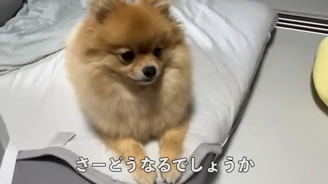 クッションの上の犬