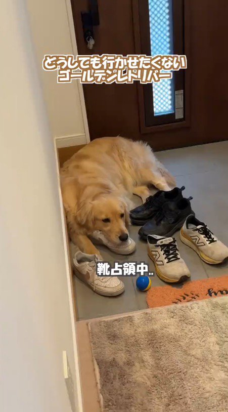 客人の靴の上に寝そべる犬