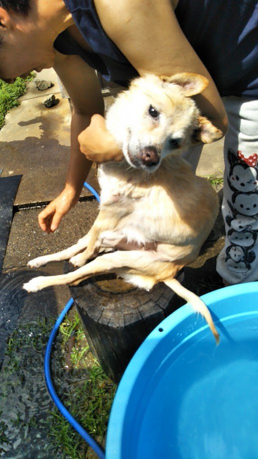 水浴びする犬