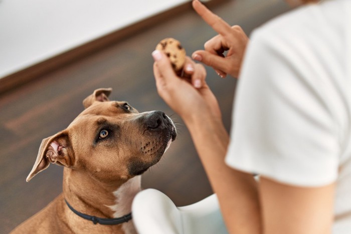 お菓子を狙っている茶の犬