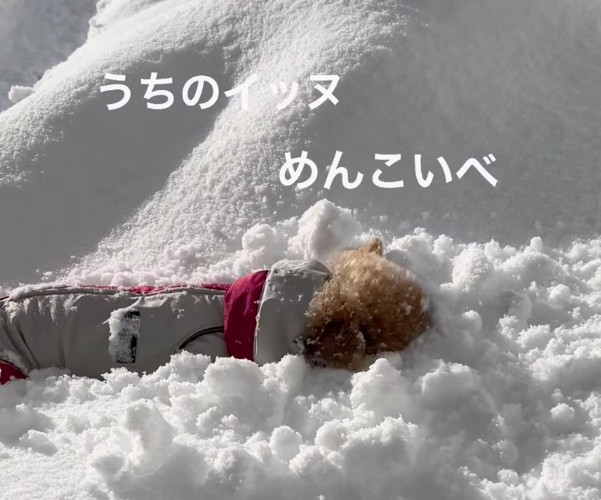 雪玉を追いかけるきなちゃん2