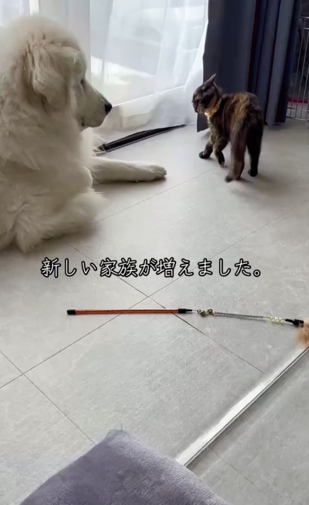 新しい家族「にょにょふく」