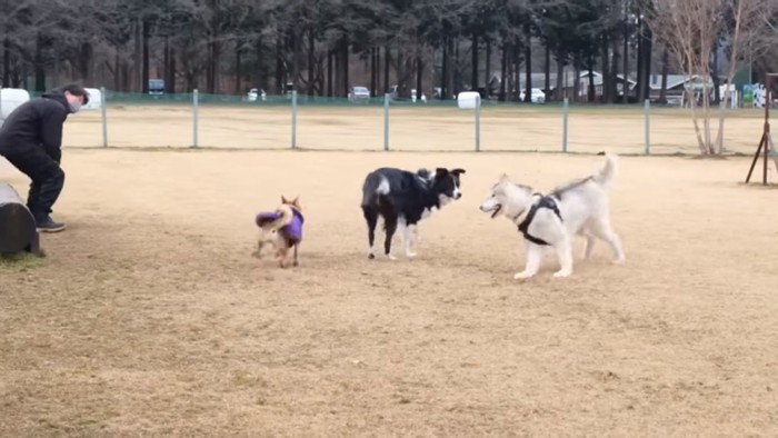 ドッグランで遊ぶフィンくん