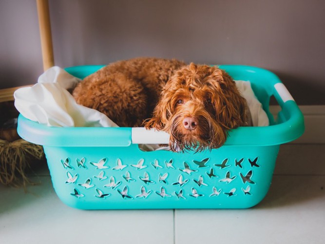 グリーンの洗濯かごの中にいる茶色い犬