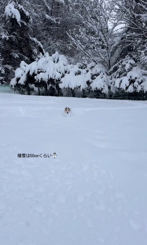 雪に埋もれるポムちゃん
