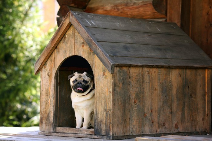 屋外の小屋に入っているパグ