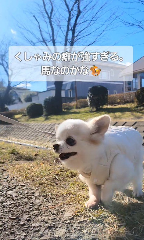 たねちゃんのくしゃみ2