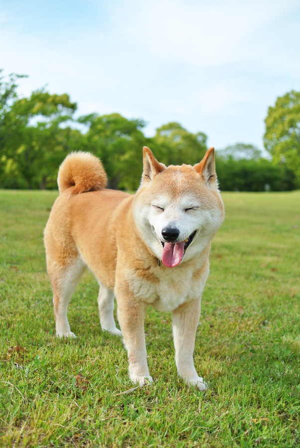 笑う柴犬