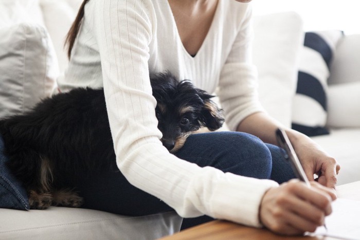 何かを書いている飼い主さんの足の上で寝ている犬