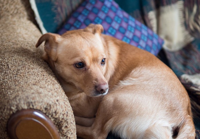 不安げに丸まる犬