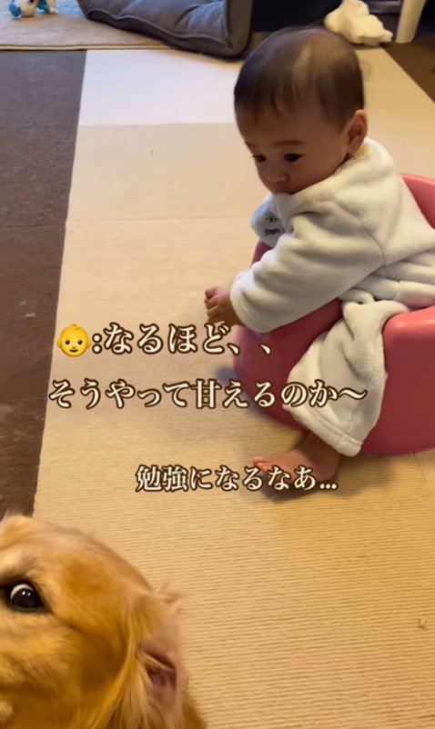 赤ちゃんの面倒を見るラジャーくん⑩