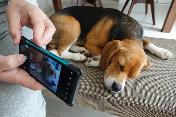 スマホで写真を撮られながら寝る犬