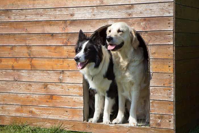 犬小屋にいるボーダーコリーとゴールデンレトリバー