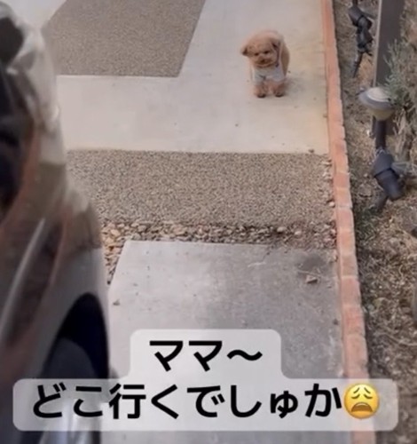 車のそばで見上げる犬