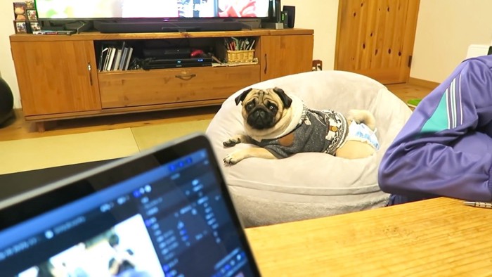 構ってほしそうなぷぅちゃん