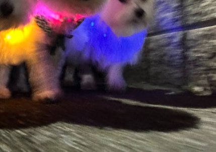 散歩中