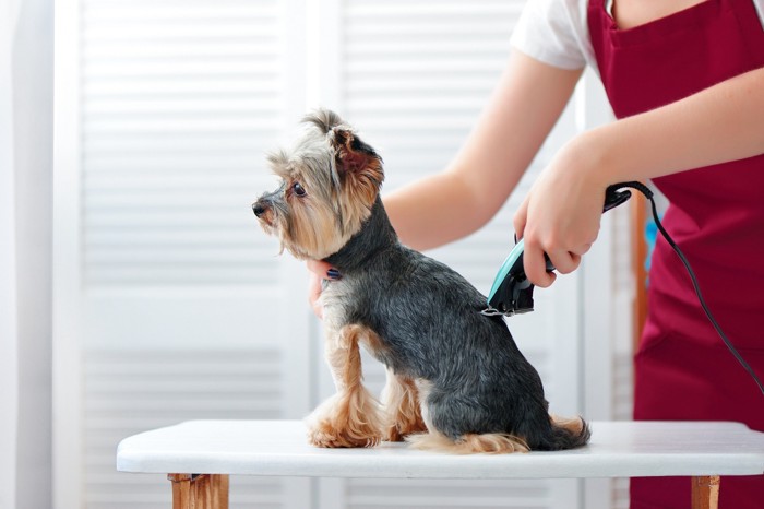 バリカンでカットされている犬