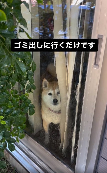 お母さんを見つめるハルちゃん1