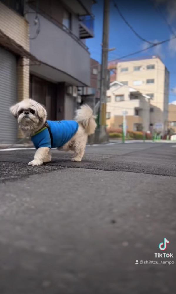 カメラを見ながら右後ろ足を上げて画面左端にいる犬