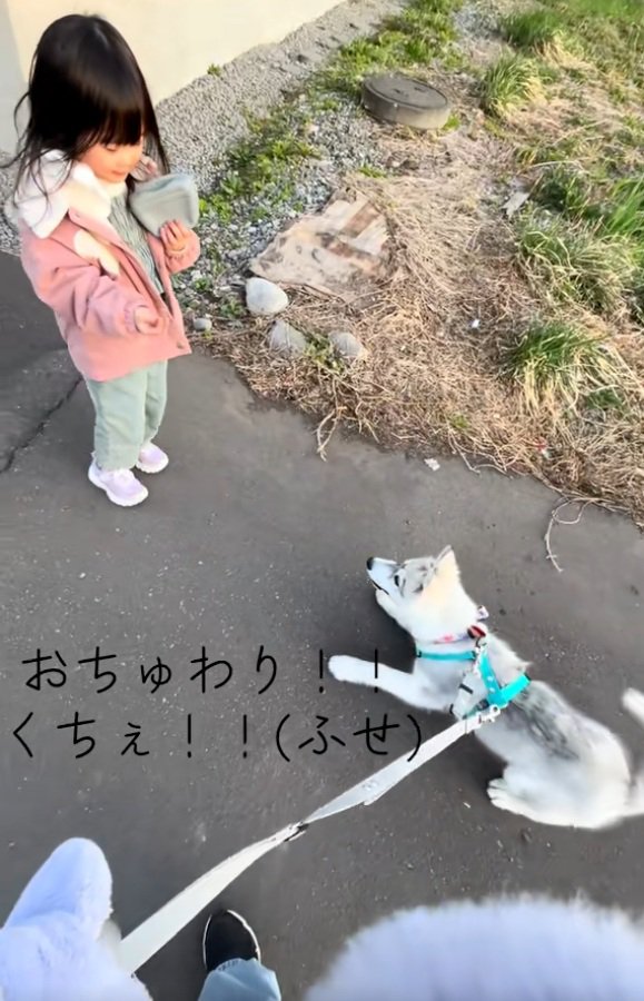 フセするブル君