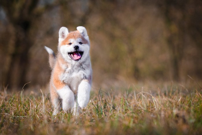 走る秋田犬