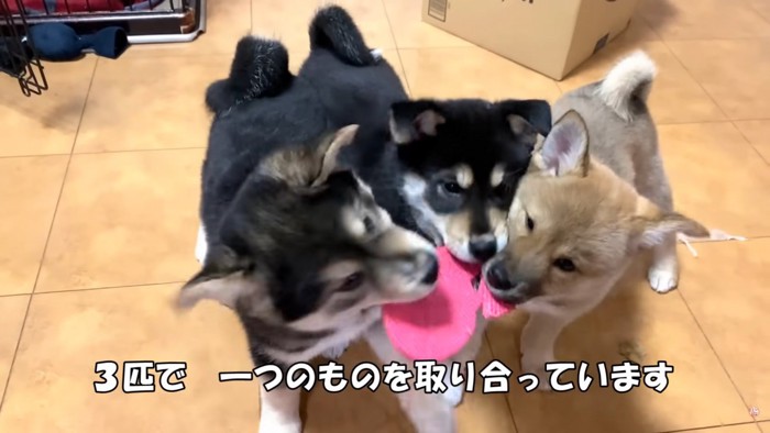 すっかり家庭犬の姿に