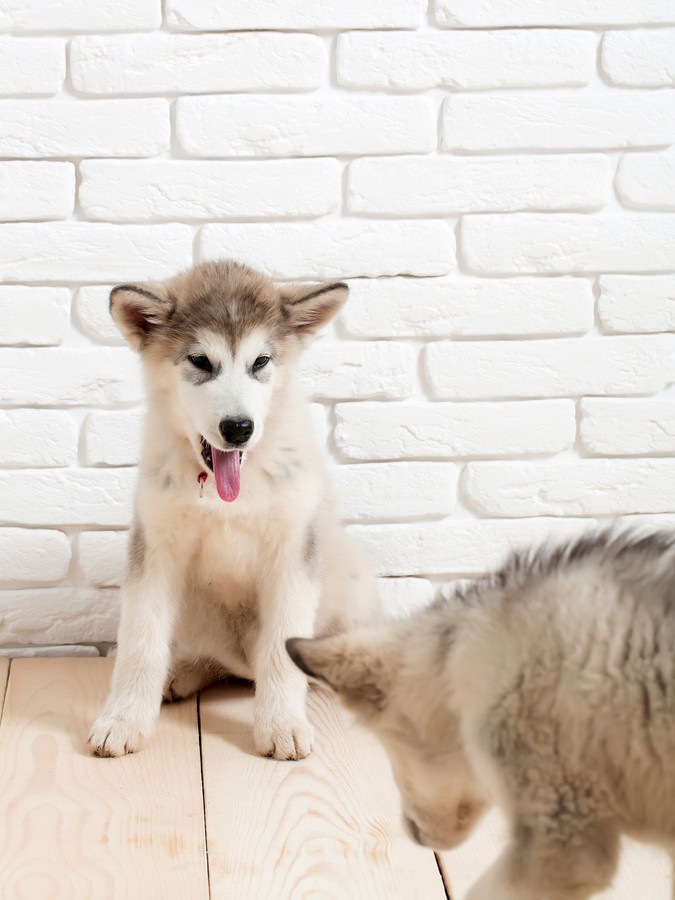 壁の前に座るハスキーの子犬2頭