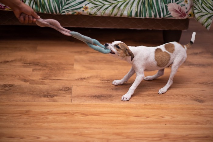 飼い主とロープで遊ぶ子犬