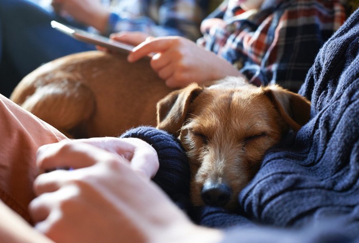 眠る犬