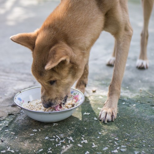 ぶっかけご飯を食べる犬