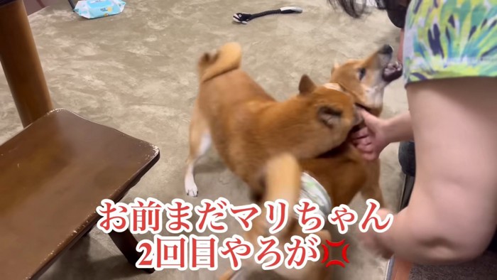 激怒して噛みつくフリ!