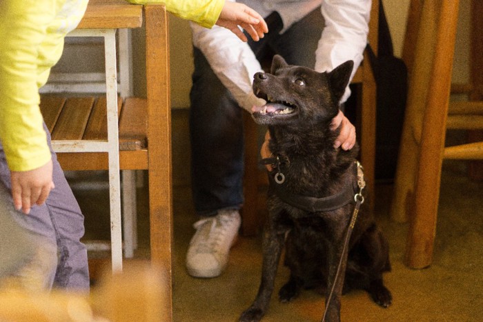 撫でられる犬