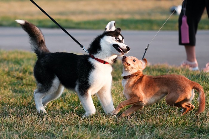 散歩中に近づいて遊ぼうとする犬と怖がる犬