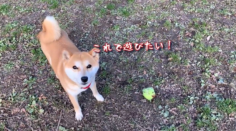 見上げる犬