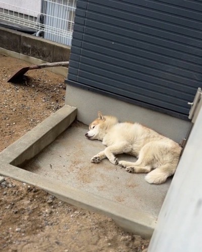 壁に寄りかかって遠くを見つめる犬