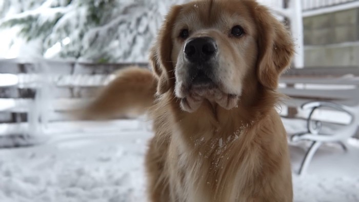 飼い主さんは除雪開始