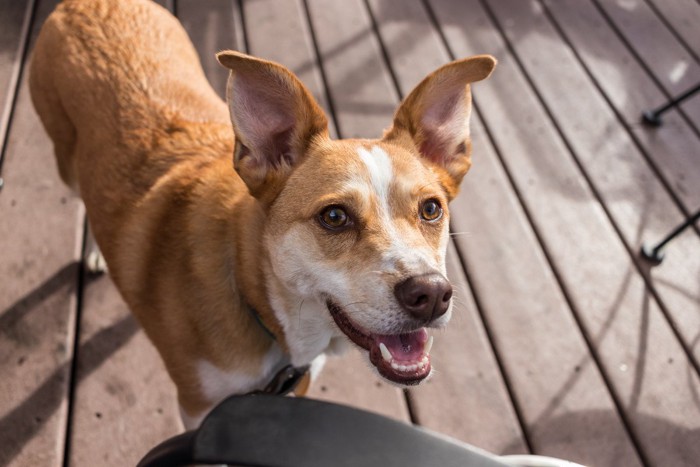 散歩を楽しむ白い犬