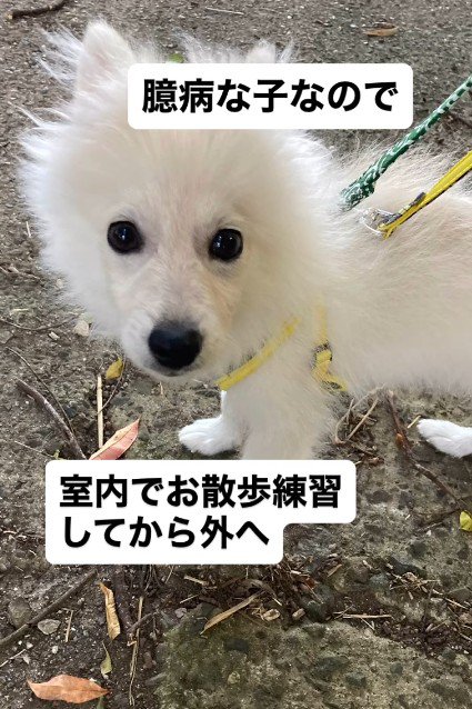 お散歩は少しずつ…