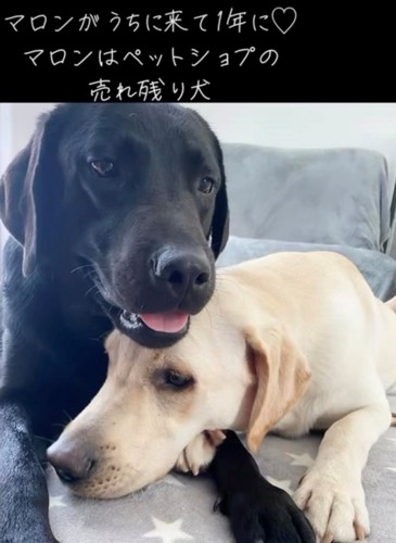 寄り添う2匹の犬