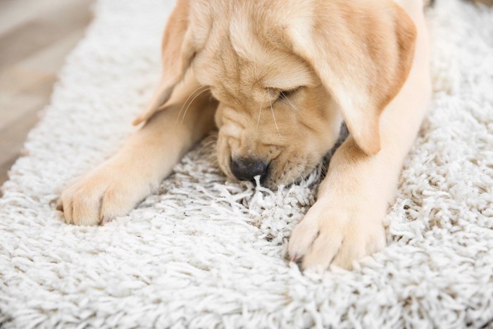 カーペットの鼻をくっつけている犬