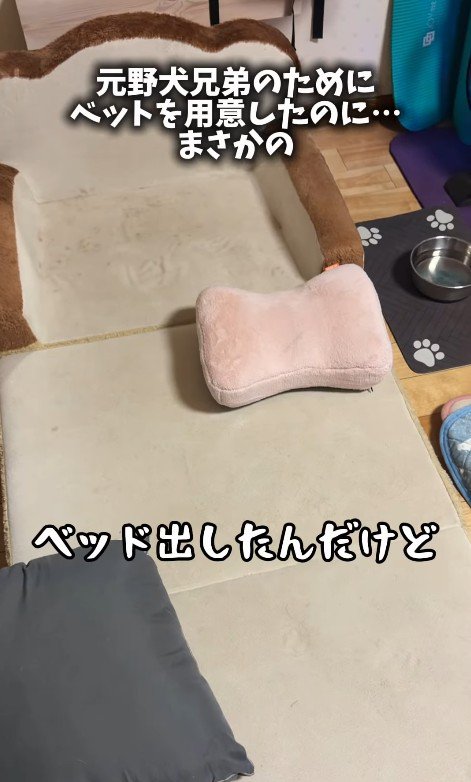 誰もベッドを使ってくれません