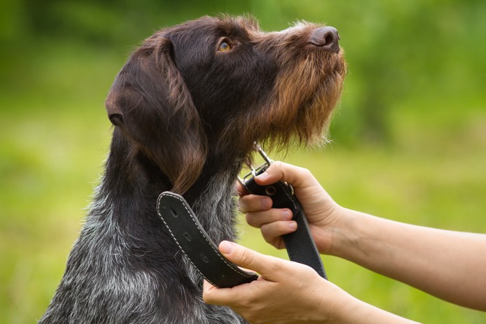 飼い主に首輪をつけてもらっているポインター犬