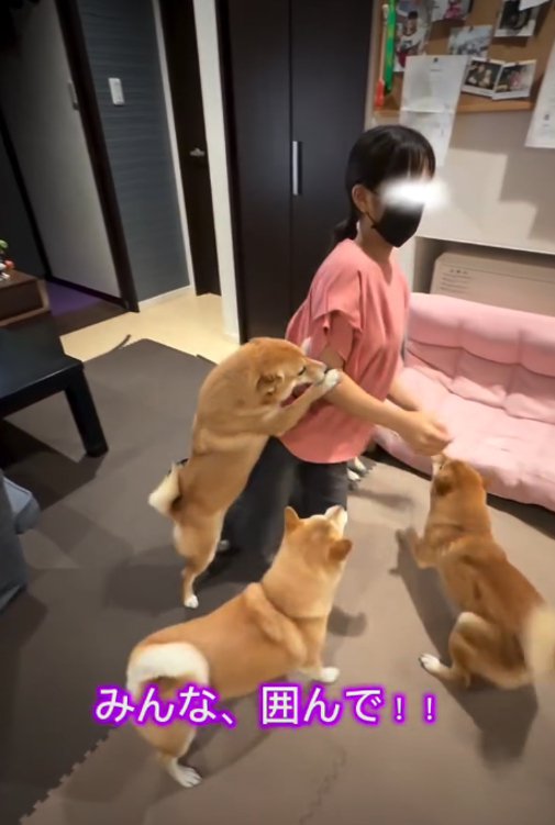 女の子の周りに集まる犬2