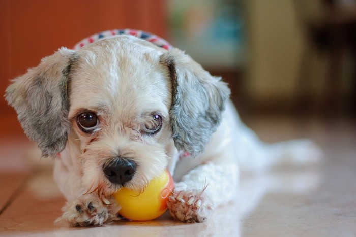 ボールで遊ぶ子犬