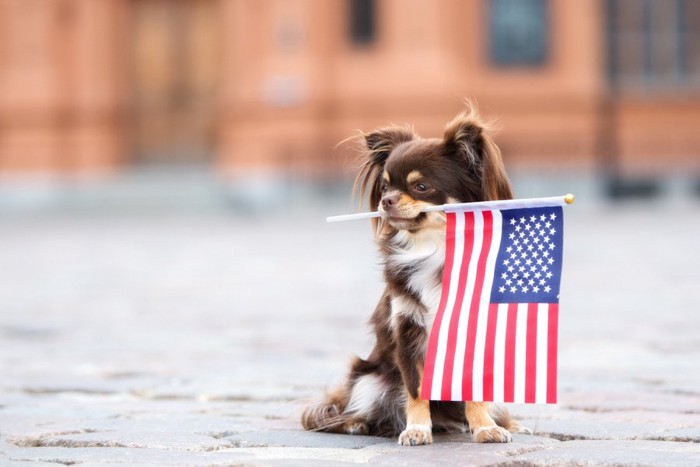 アメリカのフラグとチワワ