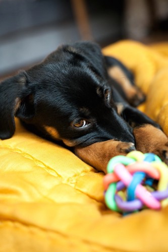 お持ちの横でマズルを手で隠している犬