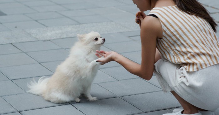 女性と向き合ってトレーニング中のポメラニアン