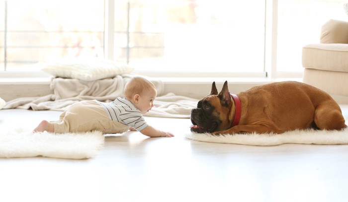 赤ちゃんと向き合う犬