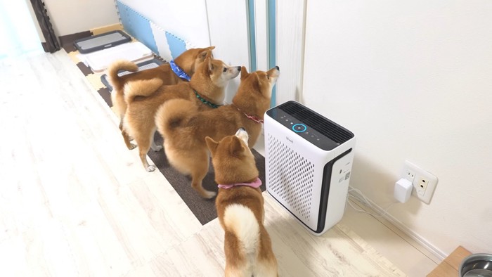 お兄ちゃんが帰省した時の豆柴4兄妹4